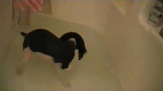 Cavalier King Charles Spaniel Roxies first bath [upl. by Eno]