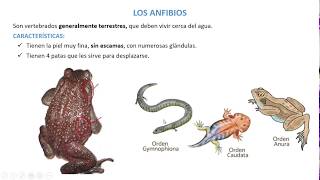 Vertebrados  anfibios y reptiles 1º ESO [upl. by Tavis454]