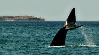 Ballenas de Puerto Madryn El DoradilloSublimes momentos SubSur [upl. by Drazze]