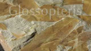 Glossopteris Fossil [upl. by Eceertal]