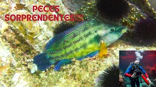 CONOCES A LOS LABRIDOS 🚤🐠quot animals nature documentary fish ocean sea video [upl. by Latimer]