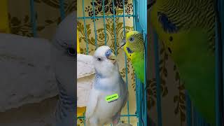 Love 🥰🫶🏻 rbnbirds birds pets budgies lovebirds new shorts [upl. by Weiss470]