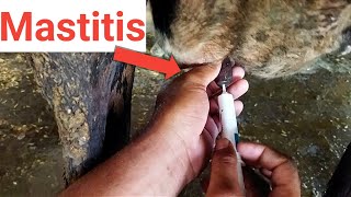 mastitis treatment in cows in hindi। mastitis ka ilaj।mastitis ka ilaj kaise karen। [upl. by Ayeki802]