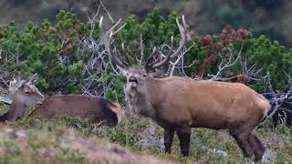 Hirschbrunft in den Alpen 2 [upl. by Ittak]