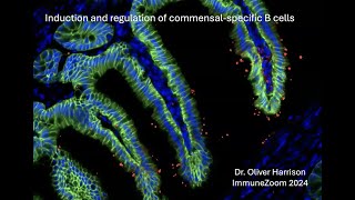 Identifying commensal specific B cells using phage display and B cell tetramers [upl. by Angie]