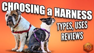 Choosing a Dog Harness  Best Ones and How to Use [upl. by Akinor973]