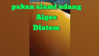 Diatom skeletonema sedang makan [upl. by Arocet]