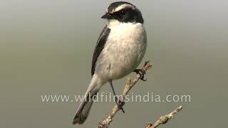 Saxicola ferreus widely known as the Dark GreyBushchat [upl. by Nhguaval]