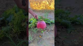 The process of pulling giant radish [upl. by Slein]