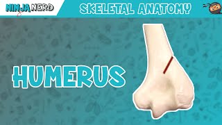 Humerus Anatomy [upl. by Goldie]