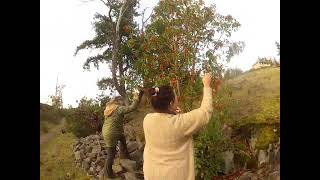 How to harvest Arbutus tree berries for Jewelry making [upl. by Andriette]