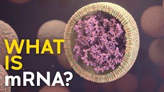 What is mRNA and how does it work [upl. by Reivaxe]