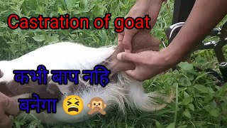 बोकालाइ खसी बनाउने तरिका ।। how to castration of buck by burdizzo castrater ।। [upl. by Dorlisa]