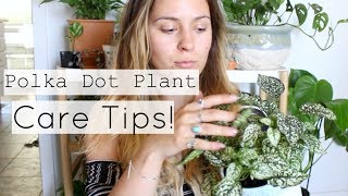 Polka Dot Plant Care Tips amp Tricks  Polka Dot Houseplant Care [upl. by Primaveria]