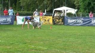 Rough collie in Sky frisbee EC [upl. by Ainomar]