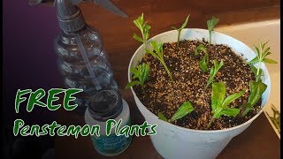 How to Take Summer Cuttings  Free Penstemon Plants [upl. by Eduard375]