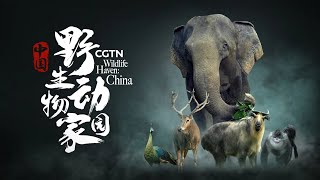 CGTNs 8K Wildlife Haven China reveals the countrys amazing biodiversity [upl. by Narf]