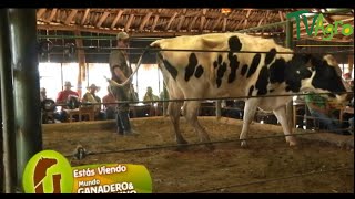 Así funciona una Subasta de Ganado Lechero  TvAgro por Juan Gonzalo Angel [upl. by Rosena]