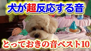 【犬が超反応する音】わんちゃんが超反応する音ベスト10！モカ恋【トイプードル】 [upl. by Orgel]