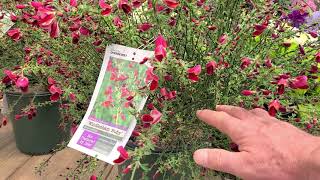 Cytisus Windlesham Ruby Hybrid Broom 🌟Beautiful Easy to Grow Very COLORFUL Shrub [upl. by Yrrah844]