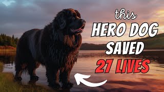 Newfoundland Facts The Hero Dog Who Saved 27 People [upl. by Hagar]