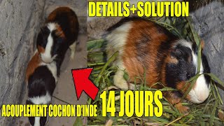 acouplement cochon dinde  SOLUTION AFRICAINNE [upl. by Staley34]