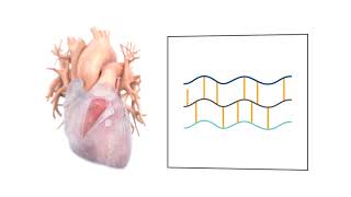 PhotoFix PhotoOxidation vs Glutaraldehyde Fixation [upl. by Madge]