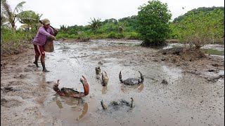 Unique Fishing  Catching Many Huge Mud Crabs at Swamp after Water Low Tide [upl. by Ahsilam]