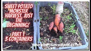 Sweet Potato Harvest First 3 tubs Fantastic harvest Part 1 of year 2022 [upl. by Von]