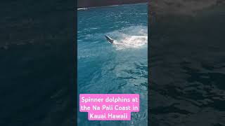 Na Pali Coast boat tour with spinner dolphins viralvideo fyp hawaii vacation [upl. by Ledua]