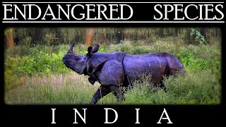 Endangered Species in India [upl. by Anaib]