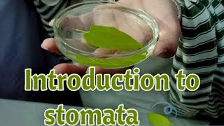 Introduction to StomataHow can see the stomata of the leavesScience Experiment [upl. by Allbee]