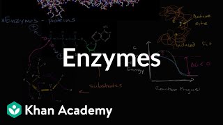 Enzymes  Energy and enzymes  Biology  Khan Academy [upl. by Ciri]