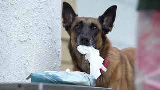 Voluntary head dunk cooperative care for irrigating canine noses and eyes and rapid cooling [upl. by Hanser]