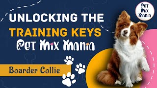 Unleashing Border Collie Brilliance  Keys to Effective Training  Pet Mix Mania [upl. by Hyman]