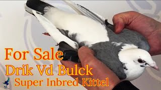 Super Inbred Kittel From Drik Van Den Bulck Racing Pigeon Bloodline For Sale [upl. by Harpole]