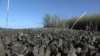 How to Harvest and Cook Oysters [upl. by Tansey566]