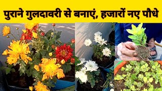 How to grow guldaudi from cutting chrysanthemums naturetreasure [upl. by Obe]