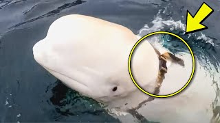 Beluga Tries To Get Attention From Fishing Ship – When Crew Notices They Immediate Follow [upl. by Alby213]