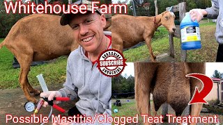 Treatment For Mastitis In Goats Congested Udder [upl. by Greysun]