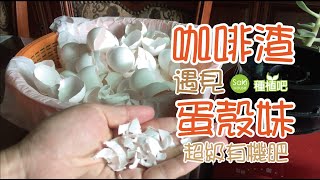 【Saki種植吧】當咖啡渣遇見蛋殼肥，自製有機肥，有機肥不用花錢買coffee and agg [upl. by Enyale284]