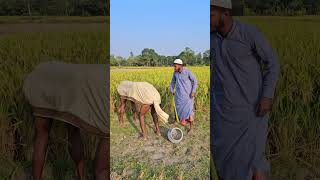 Cow and its owner next to paddy field [upl. by Tomlin209]