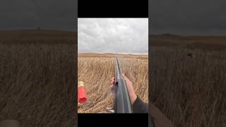 st week 2024 pheasant hunt hunting pheasanthunting birds birddog [upl. by Harwin]