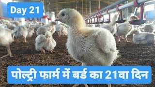 Day 21 of Broiler Poultry Farming  Broiler Chicken Farming [upl. by Brantley]