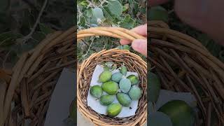 Guavasteen Pineapple guava Feijoa sellowiana Freshly picked from the garden Yum feijoa fruit [upl. by Arolf]