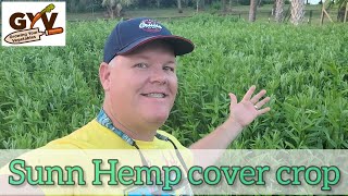 Sunn Hemp Cover Crop in back yard vegetable garden Florida [upl. by Ahsuas]