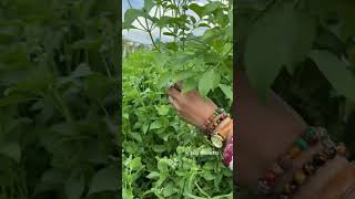 Harvesting hoary basil farming gardening satisfying [upl. by Tterb796]