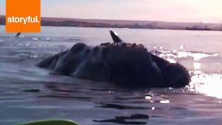 Whale Lifts Kayakers Out Of Water [upl. by Naejeillib]