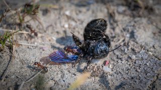 Blauschwarze Holzbiene Xylocopa violacea [upl. by Ecille140]