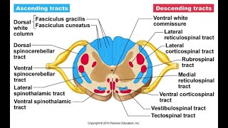 Spinal Cord Cross Sectional Anatomy [upl. by Almallah]